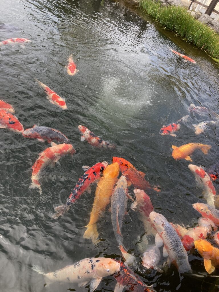 colorful koi swimming the town's waterways